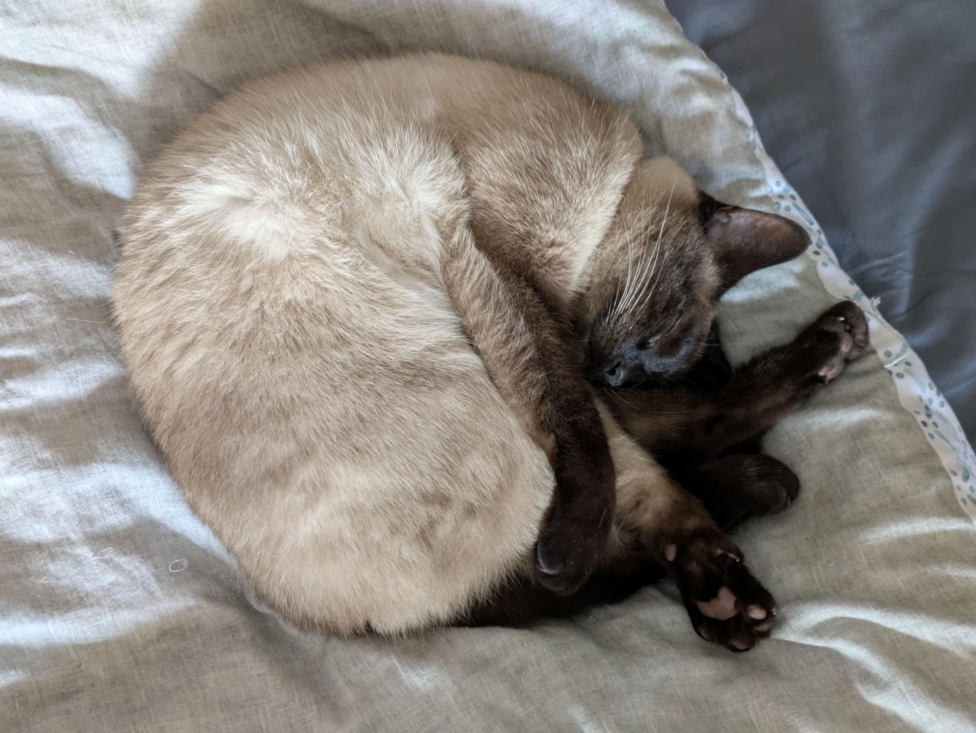 A photo of a black and tan Siamese cat sleeping curled up on a bed with her paws sticking out. Several dainty brown toe beans are visible across multiple paws.
