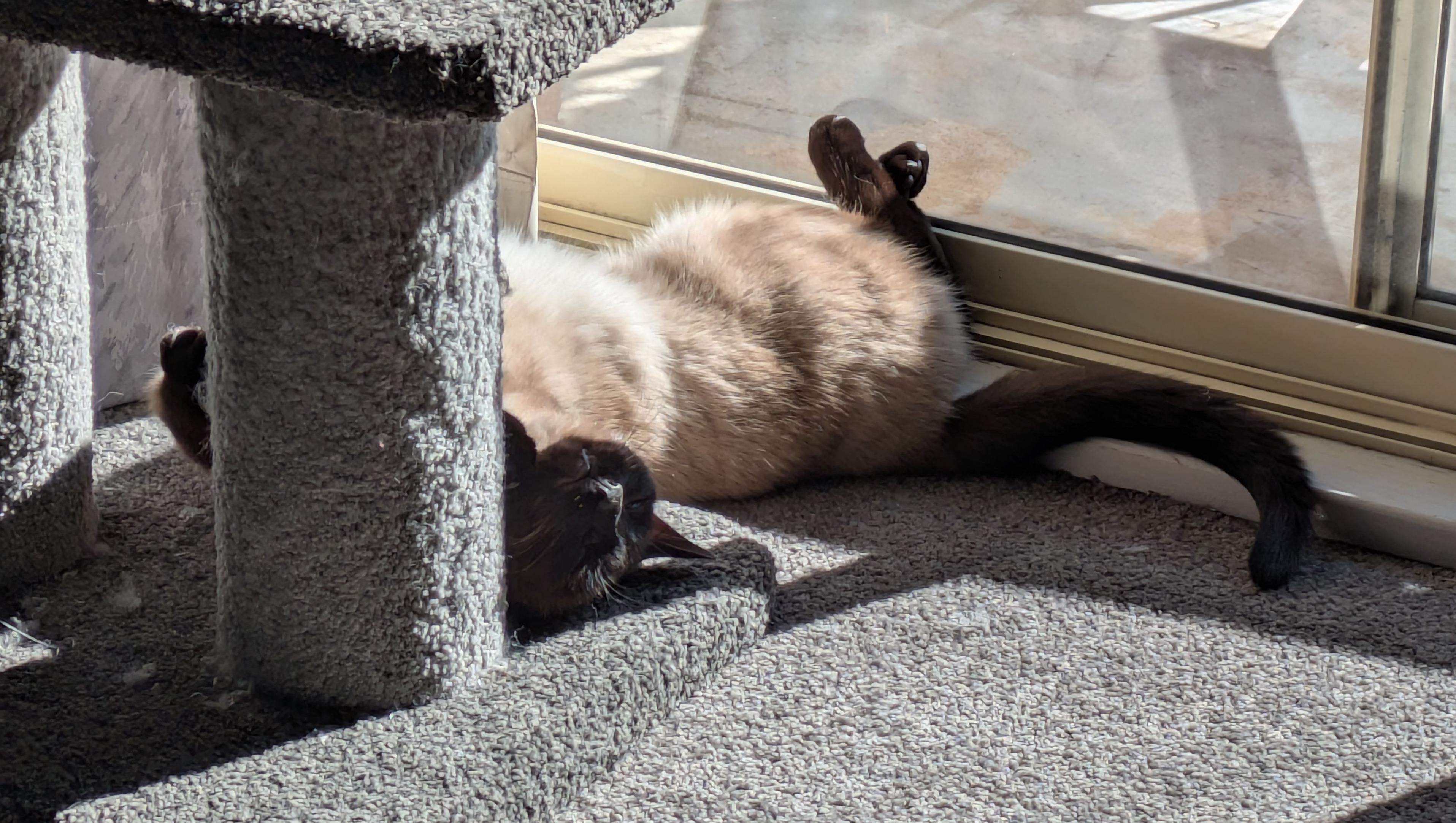 A photo of a black and tan Siamese cat, lying on her back in a sunbeam, sunning her belly floof. Her back feet are crossed and pressed up against the window glass, her head bent back around the base of a cat tower. She looks simultaneously comfortable and uncomfortable.