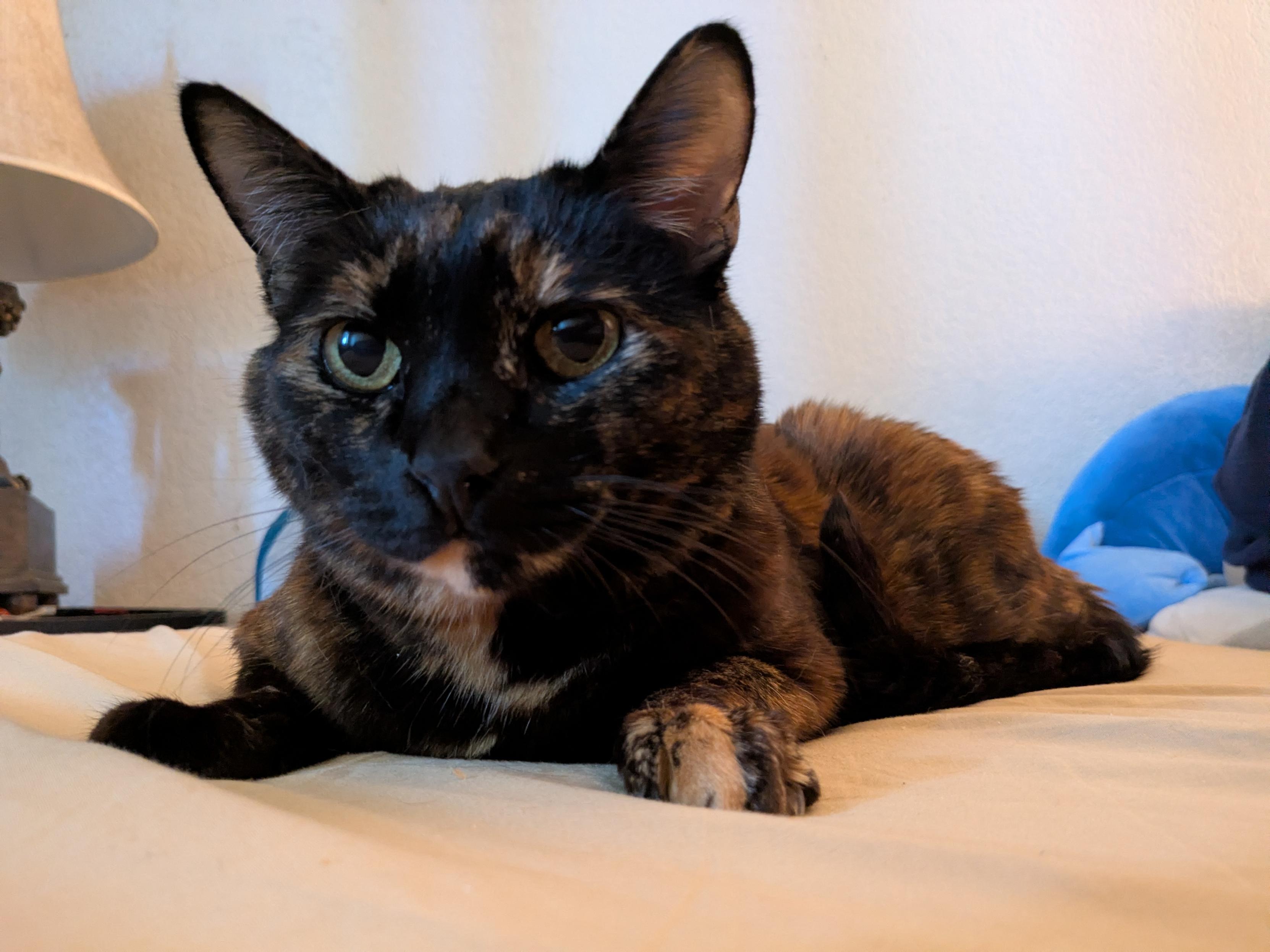 a smiling tortoiseshell cat on a bed