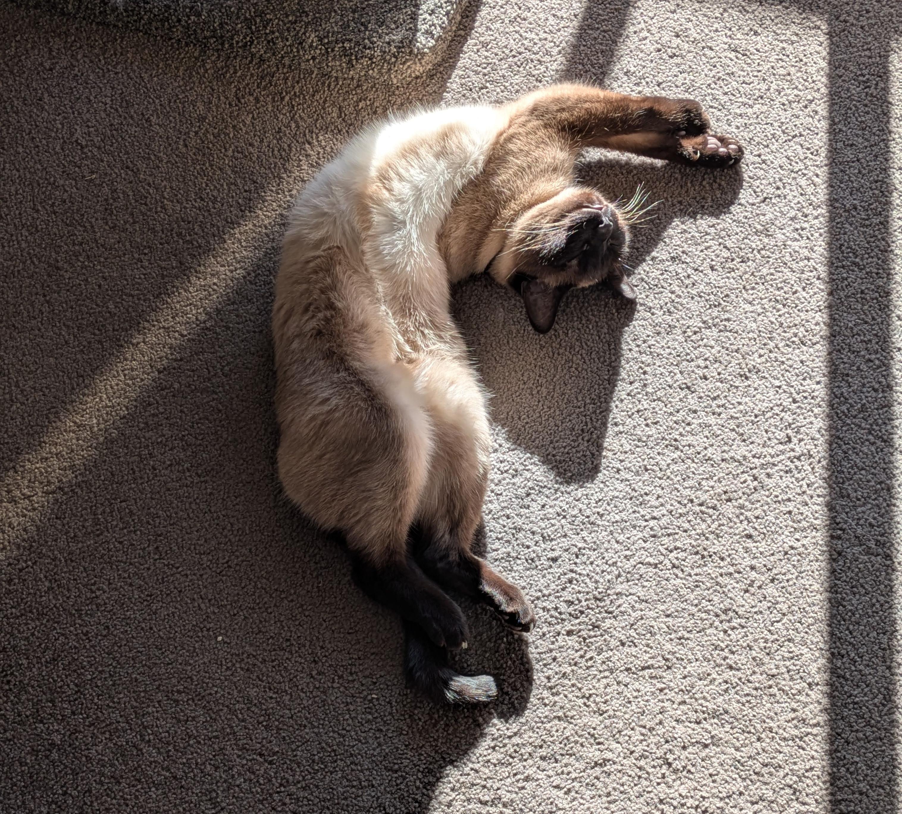 A photo of a black and tan Siamese cat sunning herself on the floor. She's bent herself into a weird J shape that looks like it should be uncomfortable but she's clearly napping happily.